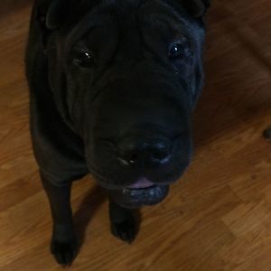 Meet your Posher, Brenda